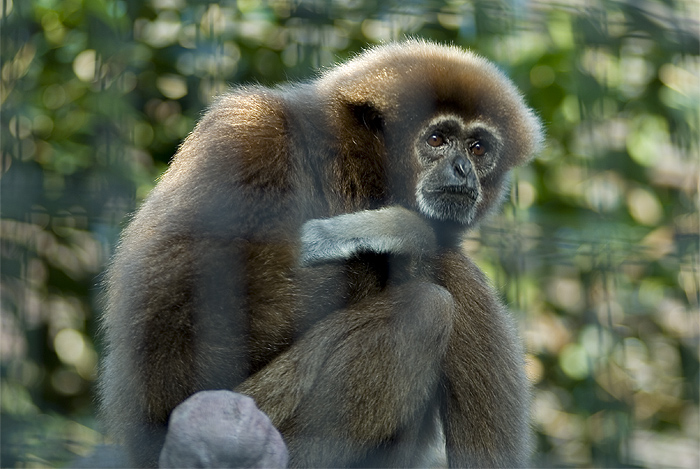 ueno zoo spider monkey